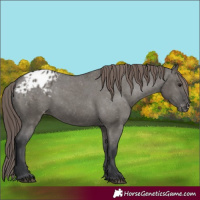 Horse Color:Grullo Appaloosa 