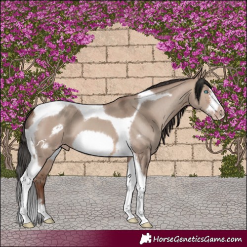 Horse Color:Sable Champagne Dun Tobiano Frame