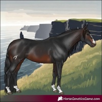 Horse Color:Brown 