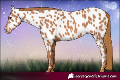 Horse Color:Chestnut Appaloosa 