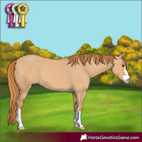 Horse Color:Red Dun