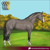 Horse Color:Grullo 