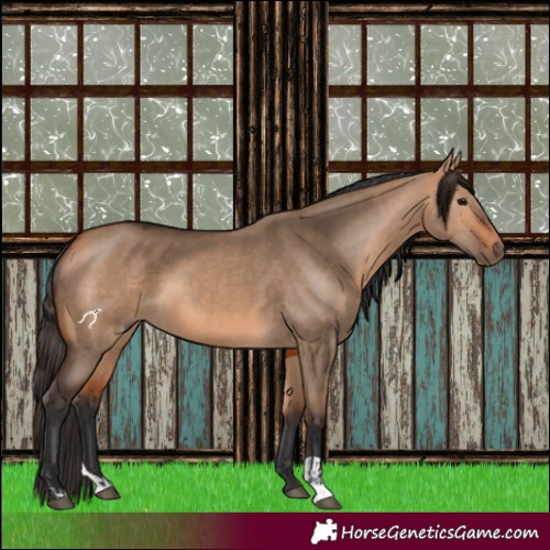 Horse Color:Bay Dun  and Bay Dun 