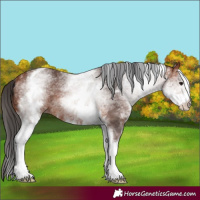 Horse Color:White Spotted Bay 