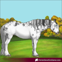Horse Color:Black Sabino Splash Frame 