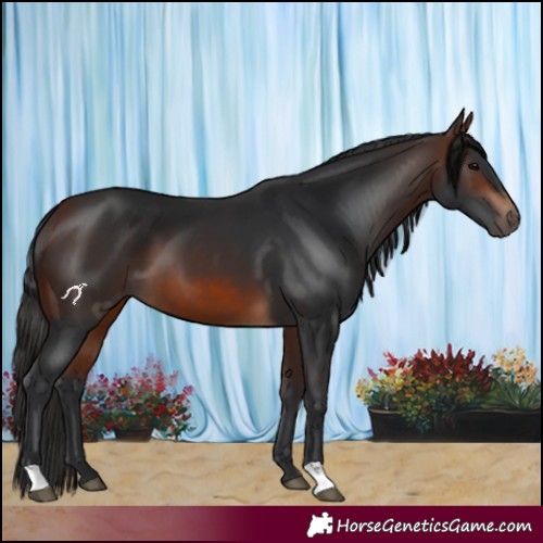 Horse Color:Brown 