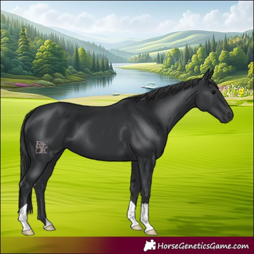Horse Color:Black 