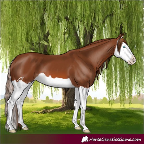 Horse Color:Chestnut Splash 