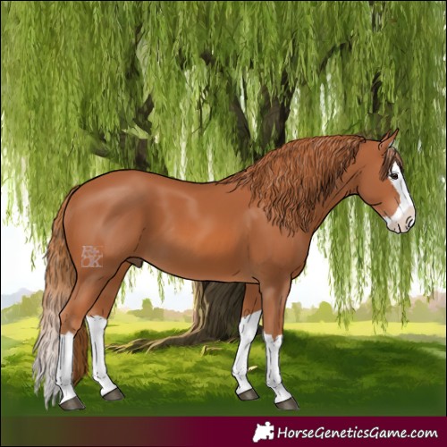 Horse Color:Chestnut Splash 