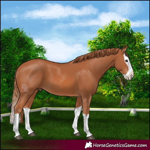 Horse Color:Chestnut Splash 