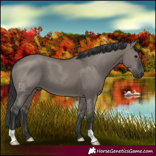 Horse Color:Grullo 