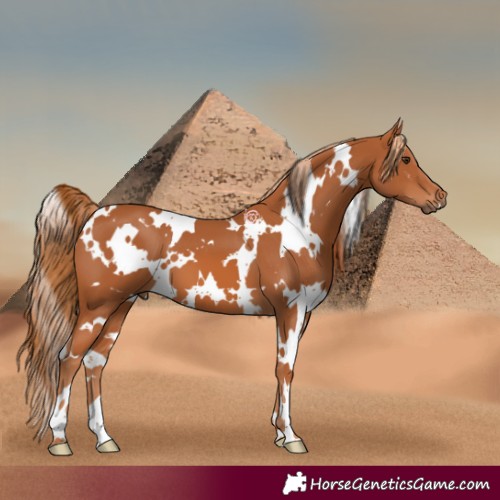 Horse Color:White Spotted Chestnut 