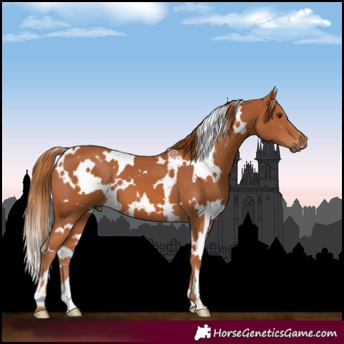 Horse Color:White Spotted Chestnut 