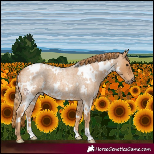 Horse Color:White Spotted Red Roan 
