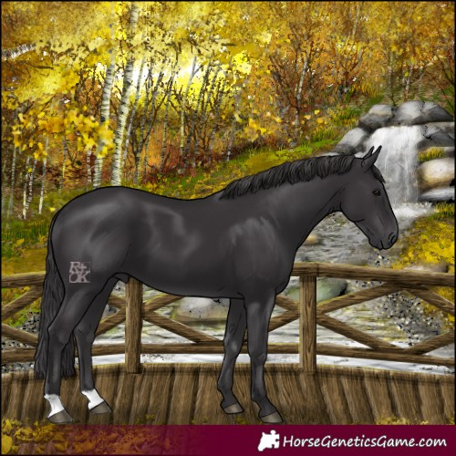 Horse Color:Smoky Black 