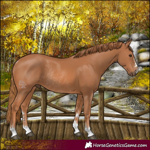 Horse Color:Chestnut Rabicano 