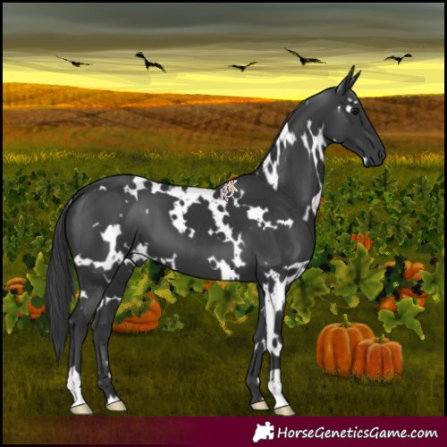 Horse Color:White Spotted Black 