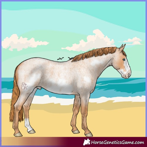 Horse Color:Red Roan Frame 