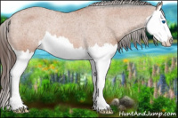 Horse Color:Bay Splash Varnish Rabicano 