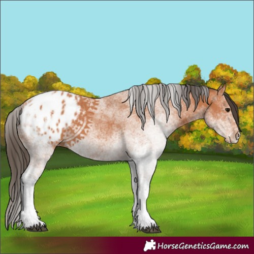 Horse Color:White Spotted Bay Blanket