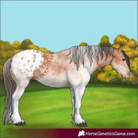 Horse Color:White Spotted Bay Blanket