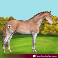 Horse Color:White Spotted Gold Champagne Rabicano