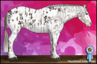 Horse Color:Liver Chestnut Sabino Splash Appaloosa  and Gold Champagne Sabino Splash Appaloosa 