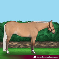 Horse Color:Silver Bay Dun Rabicano 