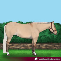 Horse Color:Silver Bay Dun Rabicano 