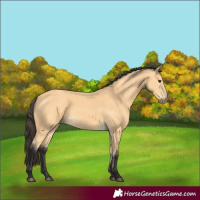 Horse Color:Buckskin 