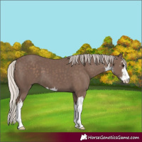 Horse Color:White Spotted Silver Black 