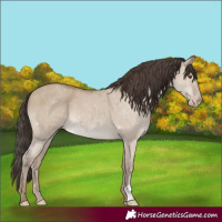 Horse Color:Classic Champagne Dun 