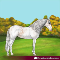 Horse Color:White Spotted Silver Bay Roan Dun Splash Appaloosa