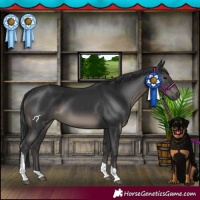 Horse Color:Black Tobiano 