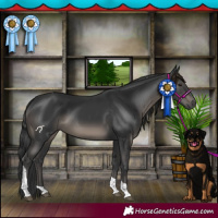 Horse Color:Black Tobiano 