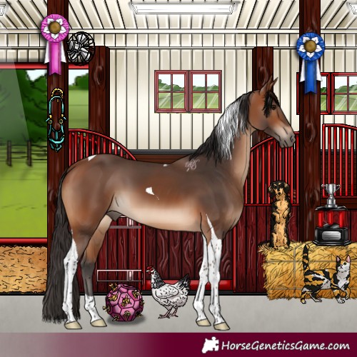 Horse Color:Bay Tobiano 