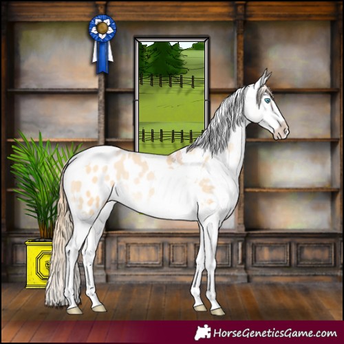 Horse Color:Buckskin Pearl Splash Tobiano Appaloosa 