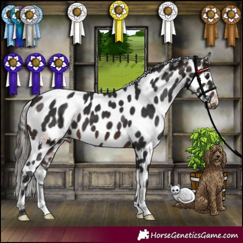 Horse Color:Brown Appaloosa 