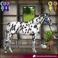 Horse Color:Brown Appaloosa 