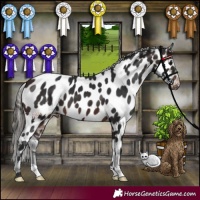 Horse Color:Brown Appaloosa 