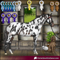 Horse Color:Brown Near Leopard