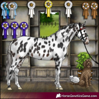 Horse Color:Brown Appaloosa