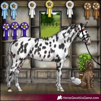 Horse Color:Brown Appaloosa 
