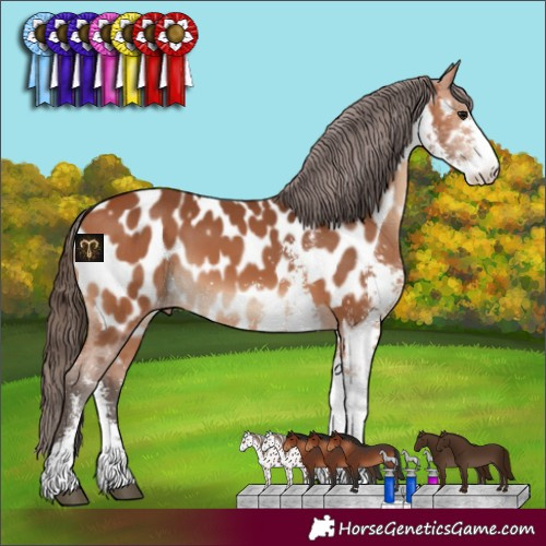 Horse Color:Bay Sabino Appaloosa 