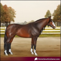 Horse Color:Bay 