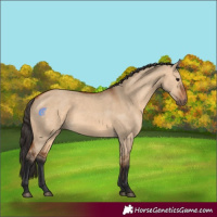 Horse Color:Bay Dun 
