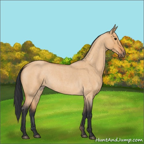 Horse Color:Bay Roan Dun 
