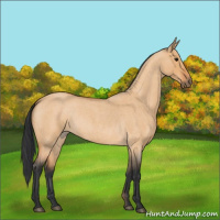 Horse Color:Bay Roan Dun 