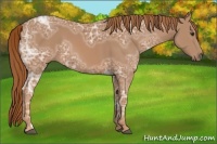 Horse Color:Chestnut Ice 