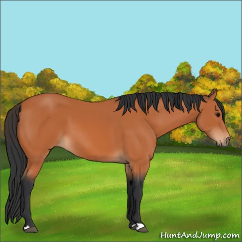 Horse Color:Bay 